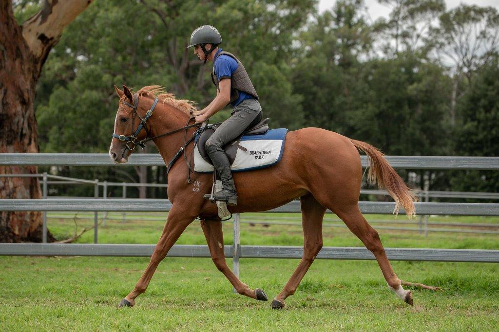 SCISSOR KICK x MISS BAX Colt with The People's Trainer RICHARD FREEDMAN